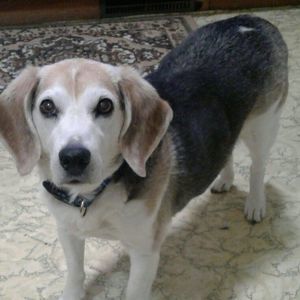 Meet your Posher, Maggie